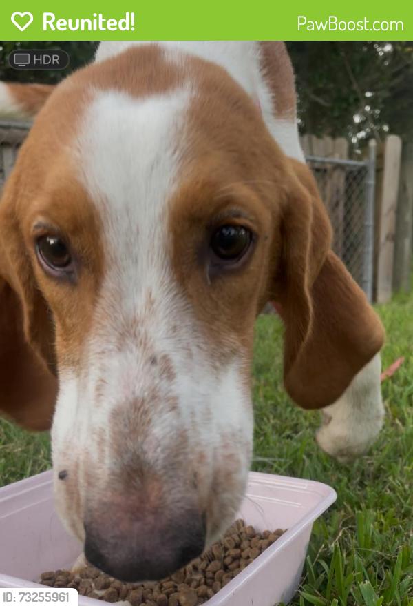 Reunited Male Dog last seen Off of lone star road after the sunco gastation, Tallahassee, FL 32310