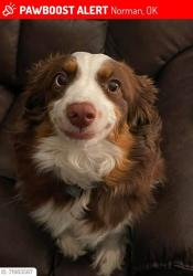 Lost Female Dog last seen Northcliff & east Robinson, Norman, OK 73071