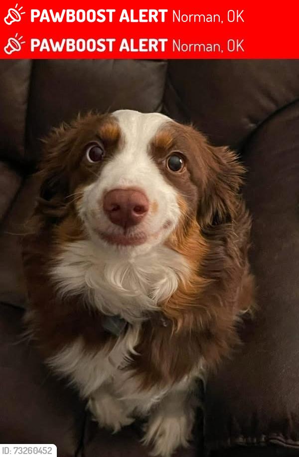 Lost Female Dog last seen Northcliff & east Robinson, Norman, OK 73071