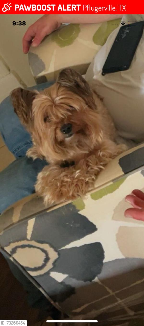 Lost Female Dog last seen Stone Hill Shopping Center Parking lot near Target, Pflugerville, TX 78660