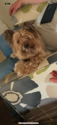 Lost Female Dog last seen Stone Hill Shopping Center Parking lot near Target, Pflugerville, TX 78660