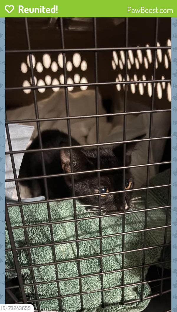 Reunited Female Cat last seen Village at Riverwalk, Cayce, SC 29033