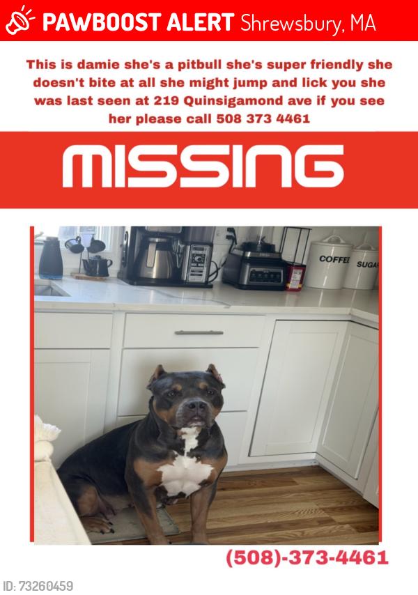 Lost Female Dog last seen White city, Shrewsbury, MA 01545