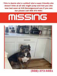 Lost Female Dog last seen White city, Shrewsbury, MA 01545