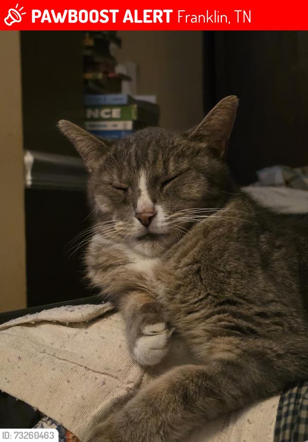 Lost Male Cat last seen Carothers Pkwy, Franklin, Franklin, TN 37067