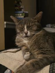 Lost Male Cat last seen Carothers Pkwy, Franklin, Franklin, TN 37067