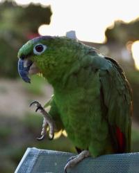 Lost Male Bird last seen La Terraza Blvd, Escondido, CA 92025