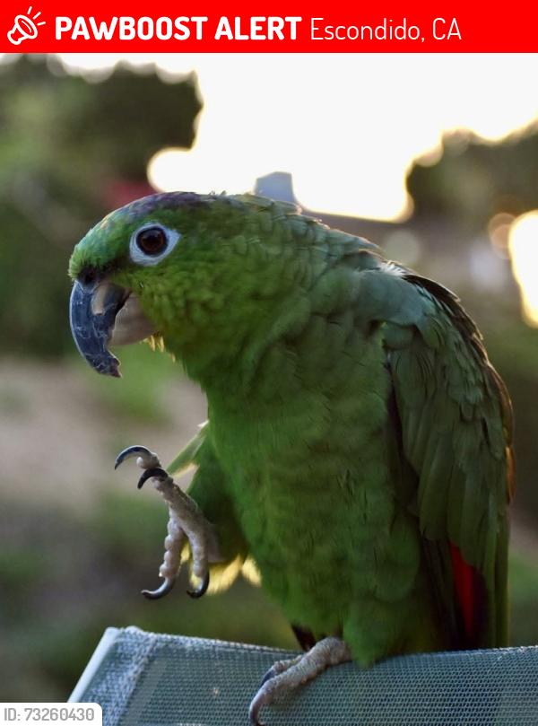 Lost Male Bird last seen La Terraza Blvd, Escondido, CA 92025