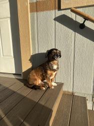 Found/Stray Male Dog last seen Near Yosemite Blvd Spc: D12 Modesto CA, 95357, Modesto, CA 95357