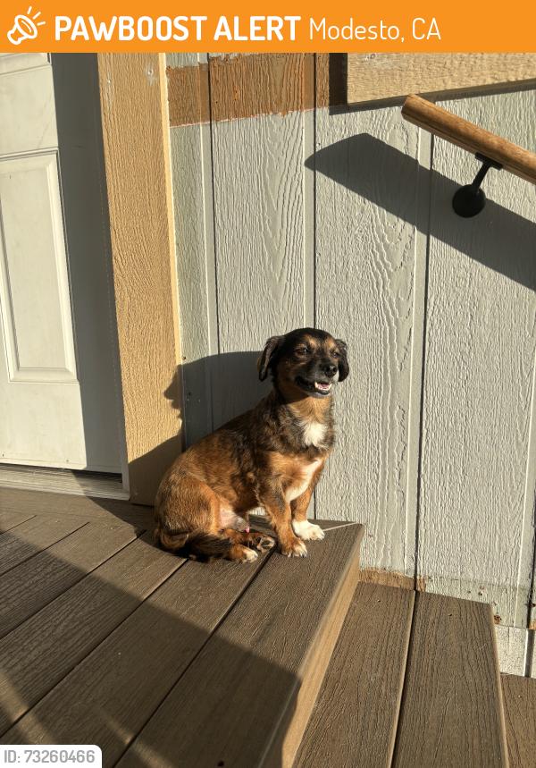 Found/Stray Male Dog last seen Near Yosemite Blvd Spc: D12 Modesto CA, 95357, Modesto, CA 95357