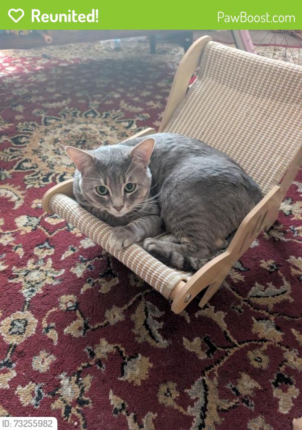 Reunited Male Cat last seen E date st and Golden ave, San Bernardino, CA 92404