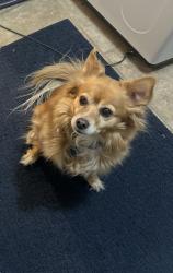 Reunited Female Dog last seen Garrison and Louisiana st, Lakewood, CO 80232