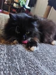 Lost Female Cat last seen Near ne Alberta, Portland, OR 97218