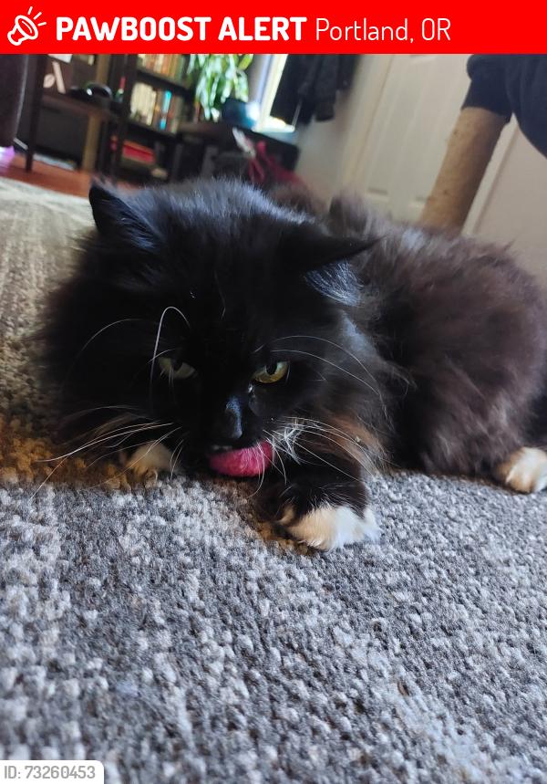 Lost Female Cat last seen Near ne Alberta, Portland, OR 97218