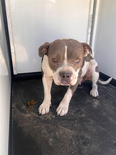 Shelter Stray Female Dog last seen Near BLK OF MONTEREY ST, BAKERSFIELD CA, 201 S Mt Vernon Ave, Bakersfield, CA 93307, USA