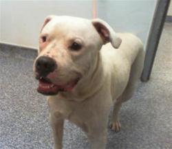 Shelter Stray Male Dog last seen CHARLOTTE, 8315 Byrum Dr, Charlotte, NC 28217, USA
