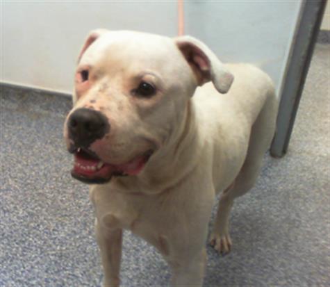 Shelter Stray Male Dog last seen CHARLOTTE, 8315 Byrum Dr, Charlotte, NC 28217, USA