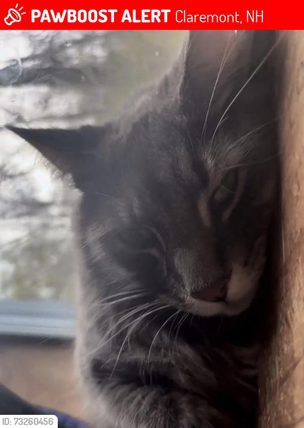 Lost Male Cat last seen Near Bernie’s the gas station, Claremont, NH 03743