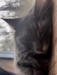 Lost Male Cat last seen Near Bernie’s the gas station, Claremont, NH 03743