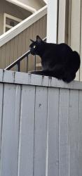Lost Female Cat last seen Stagecoach and South Lake Drive, Dublin, CA 94568