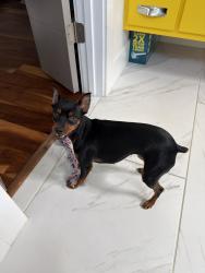 Lost Female Dog last seen Greenwood & E 17th st, Austin, TX 78721