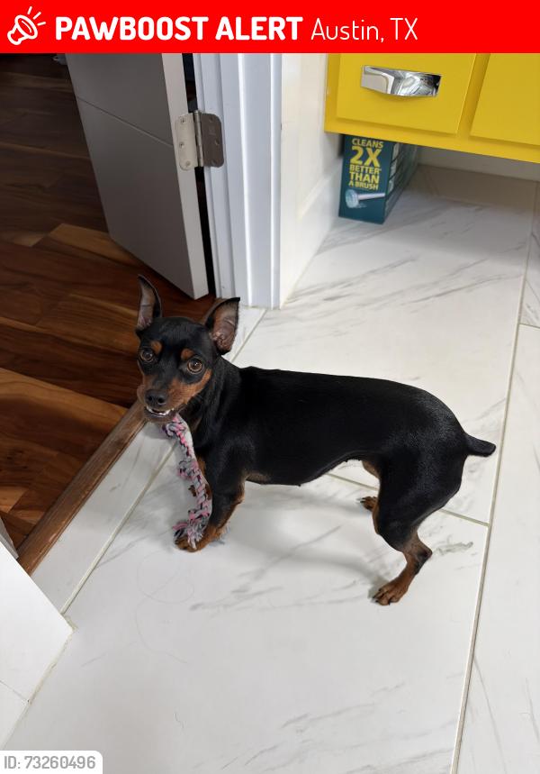 Lost Female Dog last seen Greenwood & E 17th st, Austin, TX 78721