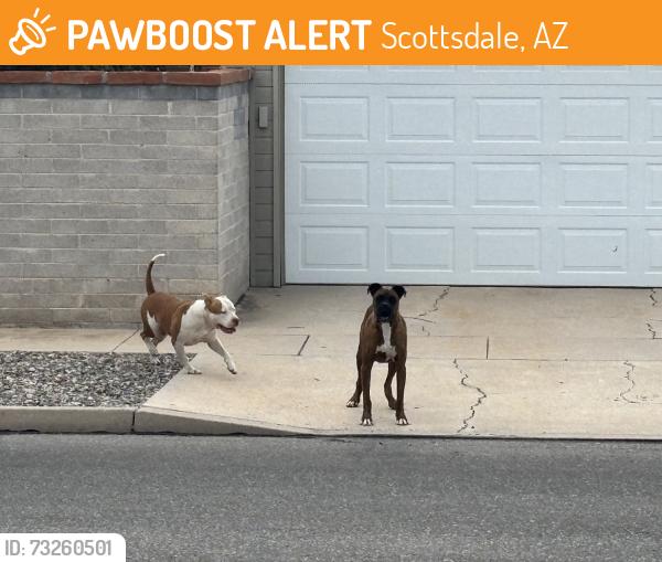 Found/Stray Unknown Dog last seen Beverly x 4th, Scottsdale, AZ 85257