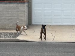 Found/Stray Unknown Dog last seen Beverly x 4th, Scottsdale, AZ 85257