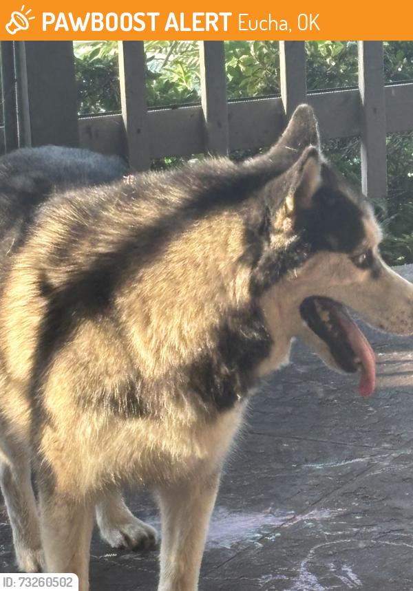 Found/Stray Unknown Dog last seen Grand lake, Eucha, OK 74342