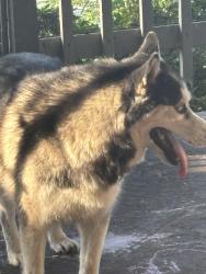 Found/Stray Unknown Dog last seen Grand lake, Eucha, OK 74342