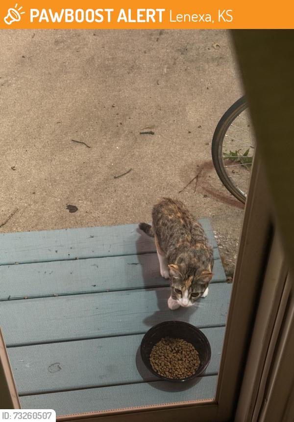 Found/Stray Female Cat last seen West 79th place and Monrovia, Lenexa, KS 66215