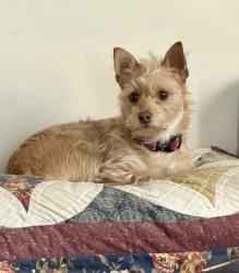Lost Female Dog last seen Stanford and Avalon, Los Angeles, CA 90001