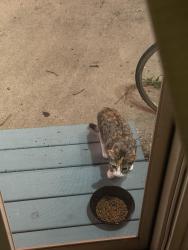 Found/Stray Female Cat last seen West 79th place and Monrovia, Lenexa, KS 66215