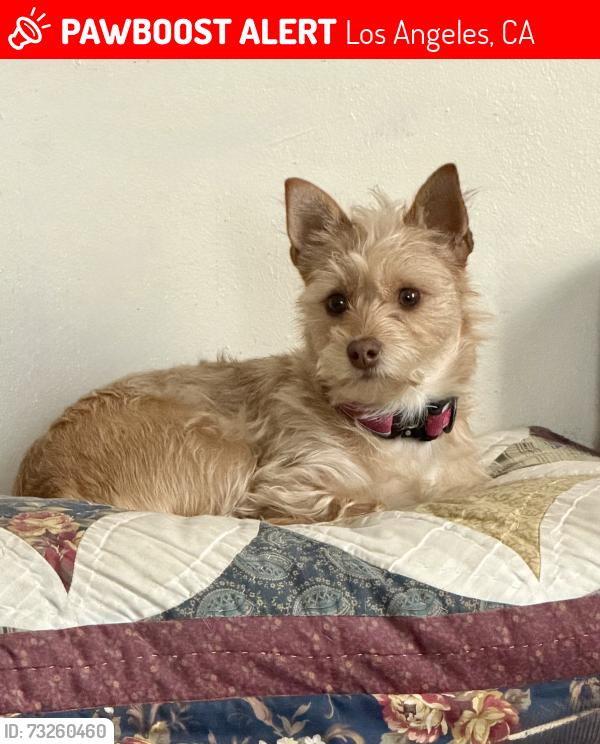 Lost Female Dog last seen Stanford and Avalon, Los Angeles, CA 90001