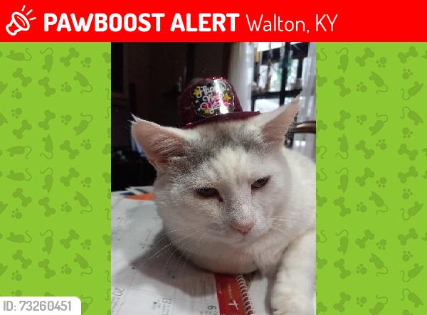 Lost Male Cat last seen Boone Lake Circle and Edwards Ave., Walton KY, Walton, KY 41094