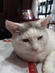 Lost Male Cat last seen Boone Lake Circle and Edwards Ave., Walton KY, Walton, KY 41094