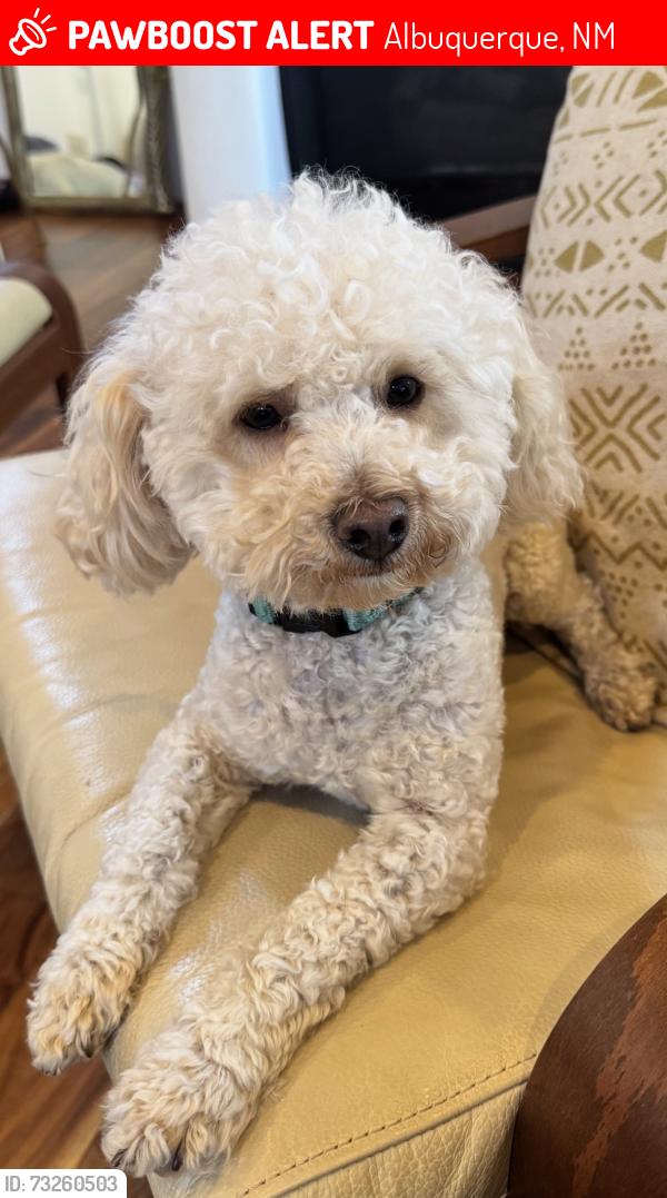 Lost Male Dog last seen Paradise hills park, Albuquerque, NM 87114