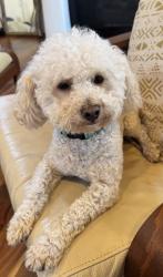 Lost Male Dog last seen Paradise hills park, Albuquerque, NM 87114