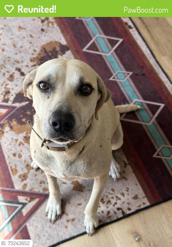Reunited Female Dog last seen CR 46, Geneva, FL 32732