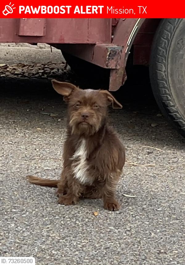 Lost Male Dog last seen Matamoros and Sauz St., Mission, TX 78572
