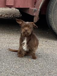 Lost Male Dog last seen Matamoros and Sauz St., Mission, TX 78572
