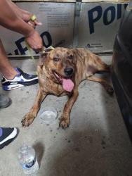 Found/Stray Male Dog last seen Delaney/Jake Sears/Brandon Blvd, Virginia Beach, VA 23464