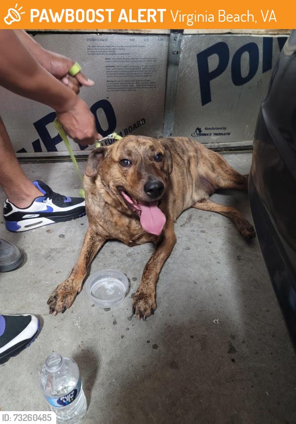 Found/Stray Male Dog last seen Delaney/Jake Sears/Brandon Blvd, Virginia Beach, VA 23464