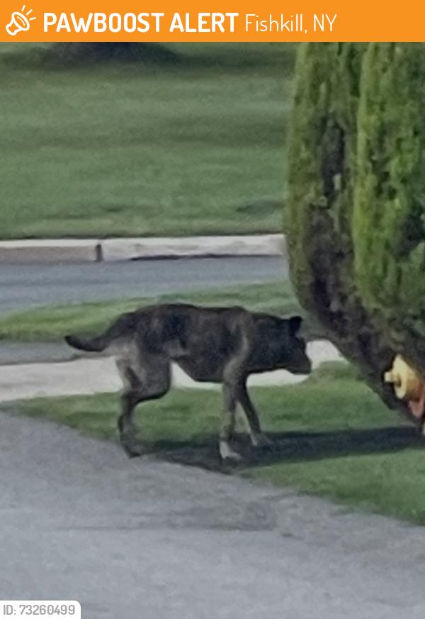 Found/Stray Unknown Dog last seen On Old Castle point Road and Alta Dr. on wappingers Falls, Fishkill, NY 12590