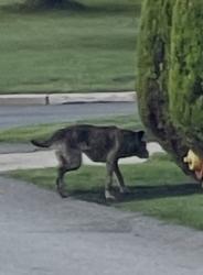 Found/Stray Unknown Dog last seen On Old Castle point Road and Alta Dr. on wappingers Falls, Fishkill, NY 12590