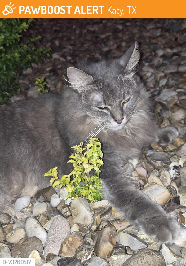 Found/Stray Unknown Cat last seen Outback steakhouse, Katy, TX 77494