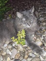 Found/Stray Unknown Cat last seen Outback steakhouse, Katy, TX 77494