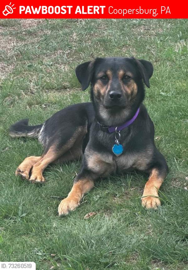 Lost Female Dog last seen Ebert Rd Coopersburg PA, Coopersburg, PA 18036