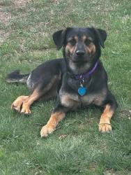 Lost Female Dog last seen Ebert Rd Coopersburg PA, Coopersburg, PA 18036