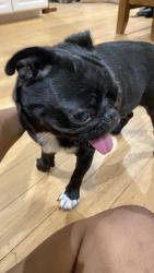 Reunited Female Dog last seen Near Alma Dr, Plano, TX 75023, USA, Plano, TX 75023
